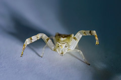 Crab spider