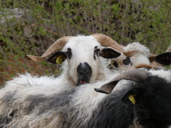 Moutons Thônes-et-Marthod @ Les Clefs