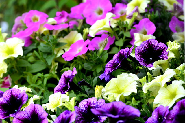 petunia