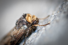 Axylia putris (Linnaeus, 1761)