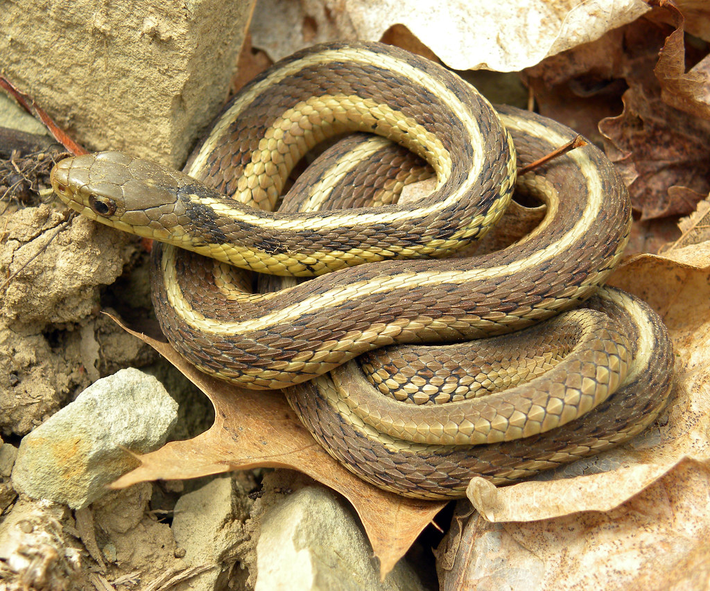 red sided garter snake territory